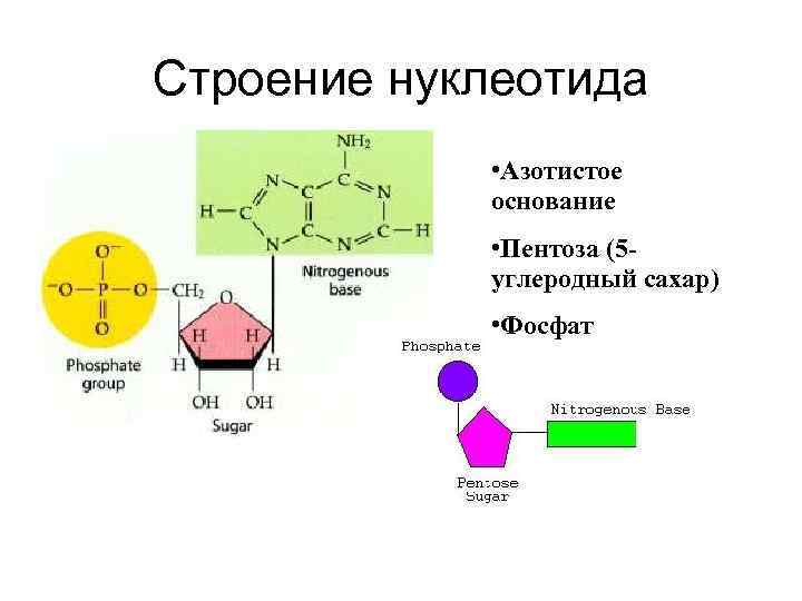 Схема строения нуклеотида рнк