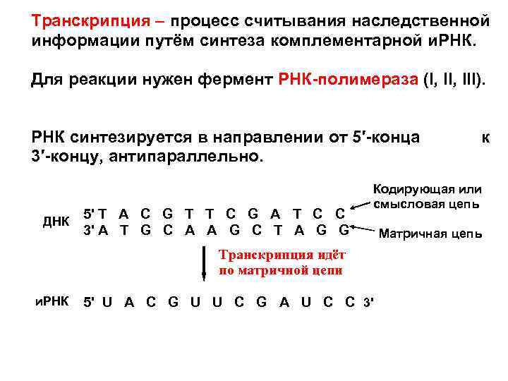 Транскрипция – процесс считывания наследственной информации путём синтеза комплементарной и. РНК.  Для реакции