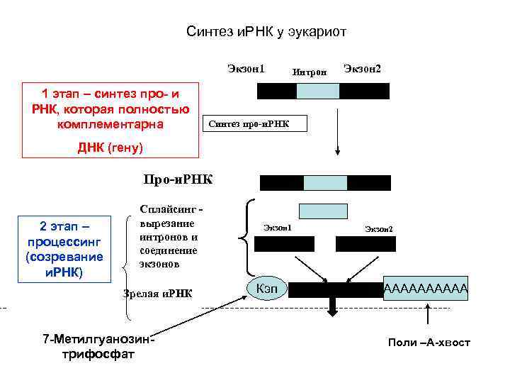 Ирнк синтезируется в. Сплайсинг про ИРНК У эукариотов. Синтез РНК У эукариот. Этапы созревания ИРНК эукариот. Этапы синтеза ИРНК.