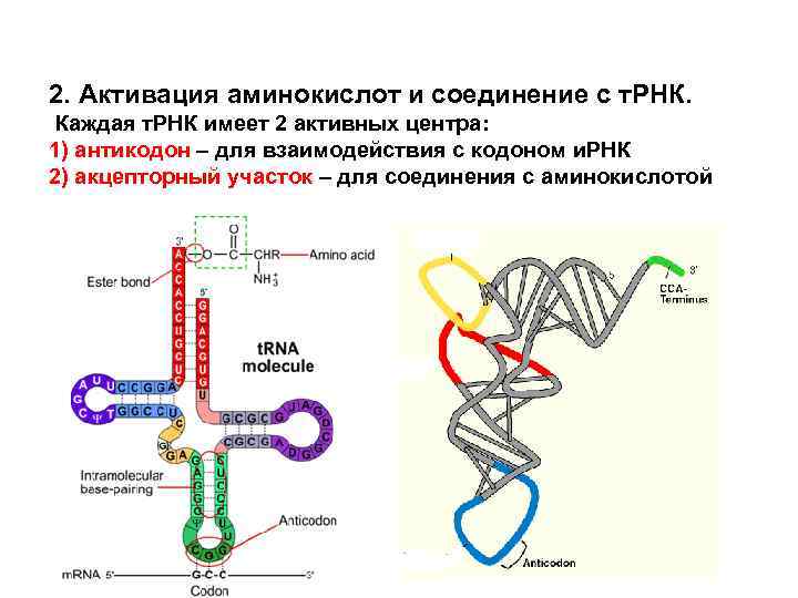2. Активация аминокислот и соединение с т. РНК. Каждая т. РНК имеет 2 активных