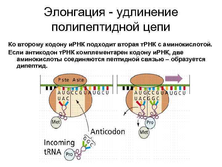    Элонгация - удлинение  полипептидной цепи Ко второму кодону и. РНК