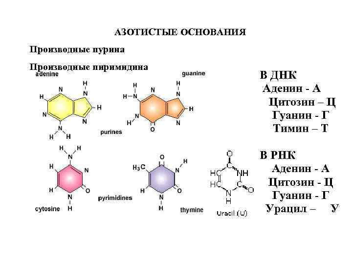 Днк содержит азотистые основания. Азотистые основания производные Пурина. Азотистые основания урацил Тимин цитозин. Азотистых оснований (аденин — Тимин, гуанин — урацил). Азотистые основания ДНК аденин гуанин цитозин Тимин.