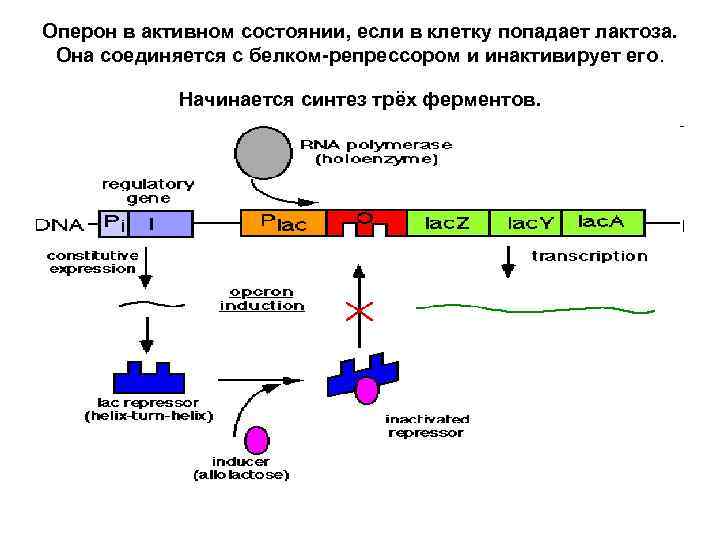 Оперон в активном состоянии, если в клетку попадает лактоза.  Она соединяется с белком-репрессором