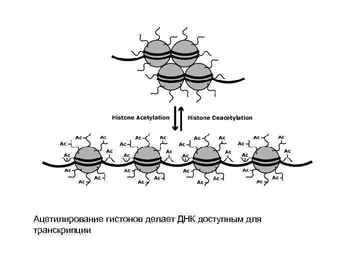Ацетилирование гистонов делает ДНК доступным для транскрипции 