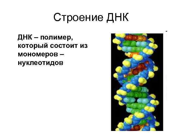    Строение ДНК – полимер, который состоит из мономеров – нуклеотидов 