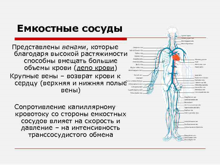 Сосуды представляют собой