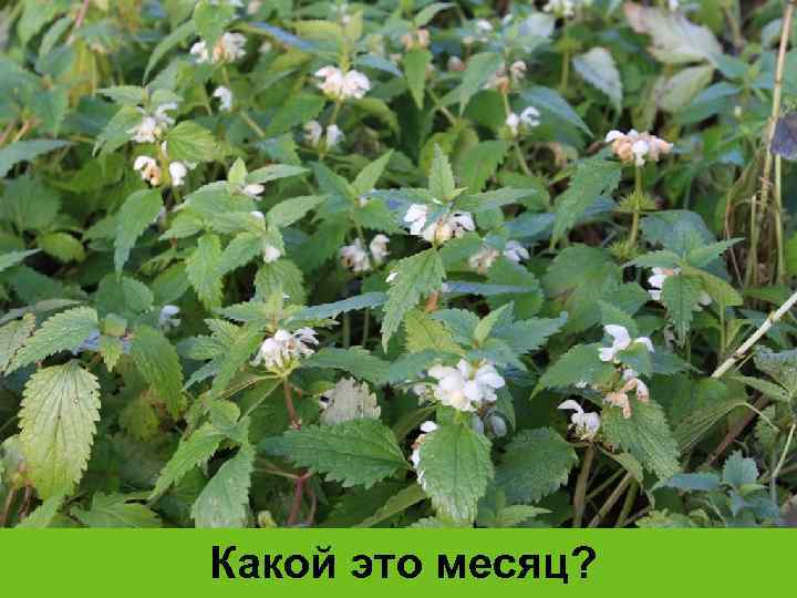 Какой это месяц? 