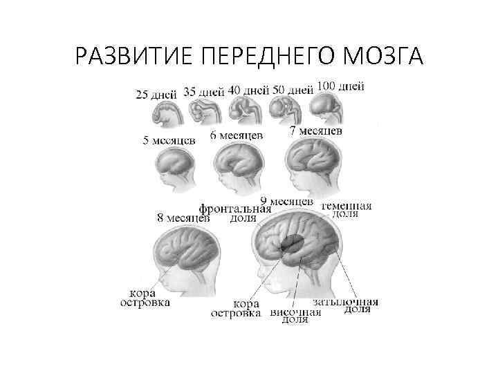 РАЗВИТИЕ ПЕРЕДНЕГО МОЗГА 