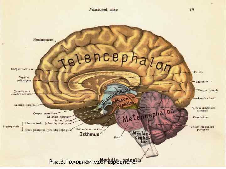 Рис. 3. Головной мозг взрослого. 