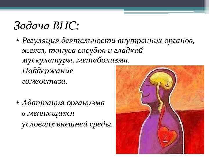 Задача ВНС:  • Регуляция деятельности внутренних органов,  желез, тонуса сосудов и гладкой