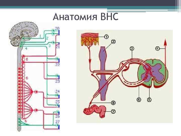 Анатомия ВНС 