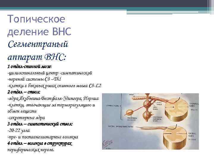 Топическое деление ВНС Сегментраный аппарат ВНС: 1 отдел-спинной мозг: -цилиоспинальный центр -симпатической -нервной системы
