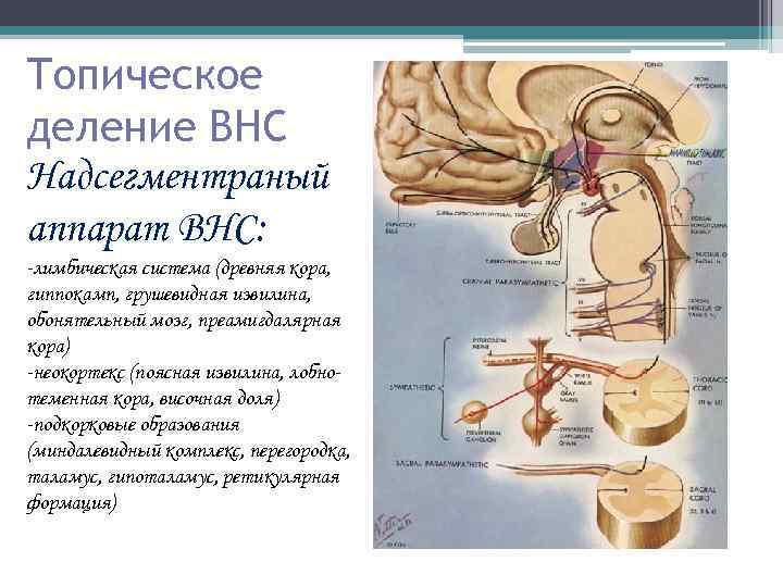 Топическое деление ВНС Надсегментраный аппарат ВНС: -лимбическая система (древняя кора, гиппокамп, грушевидная извилина, обонятельный