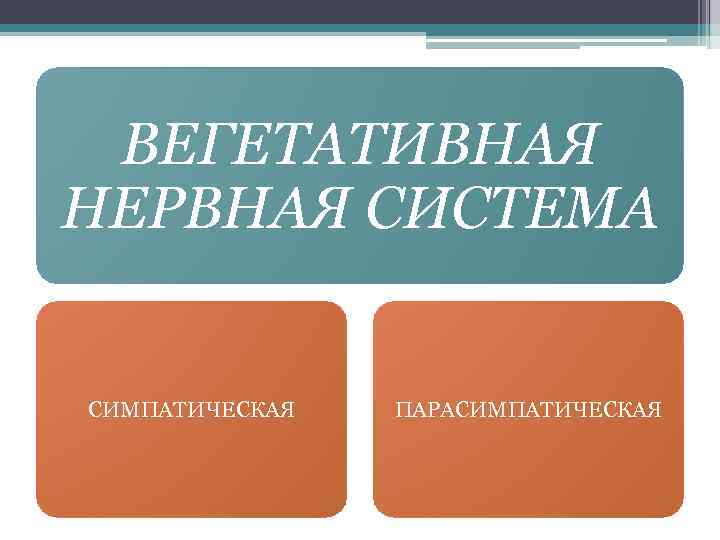  ВЕГЕТАТИВНАЯ НЕРВНАЯ СИСТЕМА  СИМПАТИЧЕСКАЯ  ПАРАСИМПАТИЧЕСКАЯ 