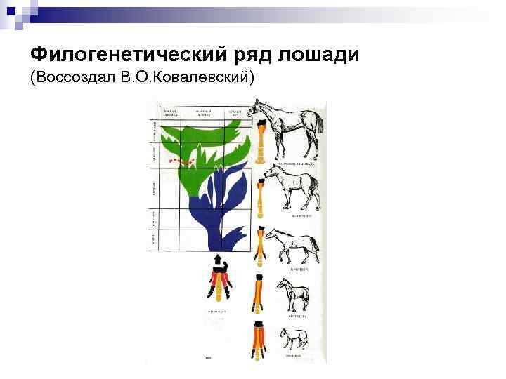 Филогенетический ряд лошади (Воссоздал В. О. Ковалевский) 