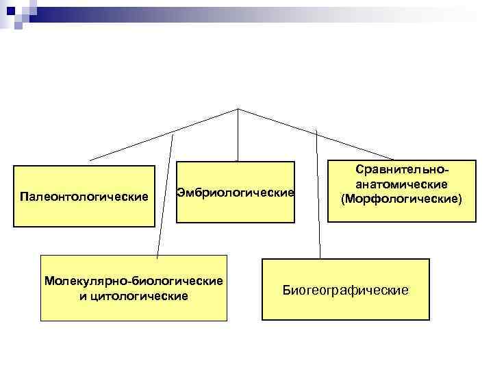     Сравнительно-     анатомические Палеонтологические  Эмбриологические 