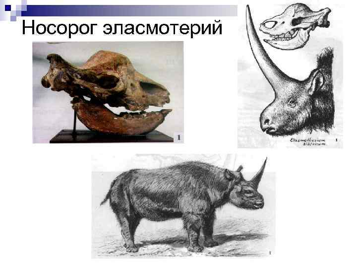 Носорог эласмотерий 