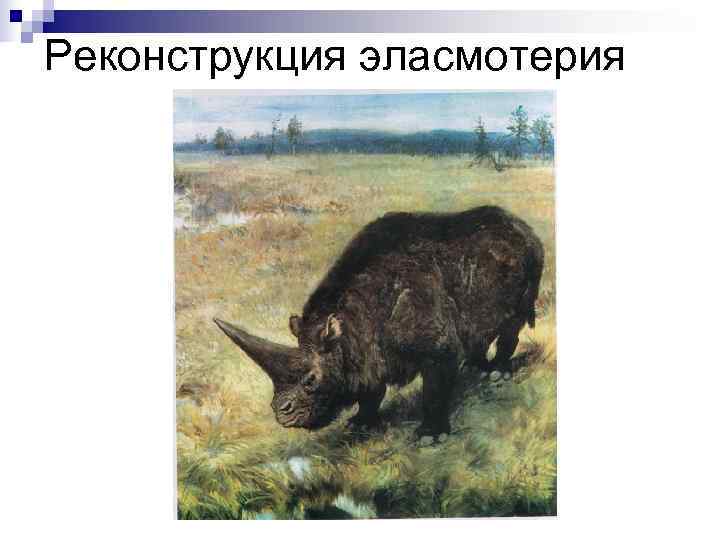 Реконструкция эласмотерия 