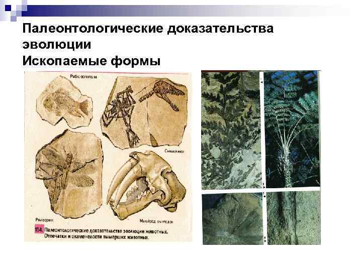 Палеонтологические доказательства эволюции Ископаемые формы 