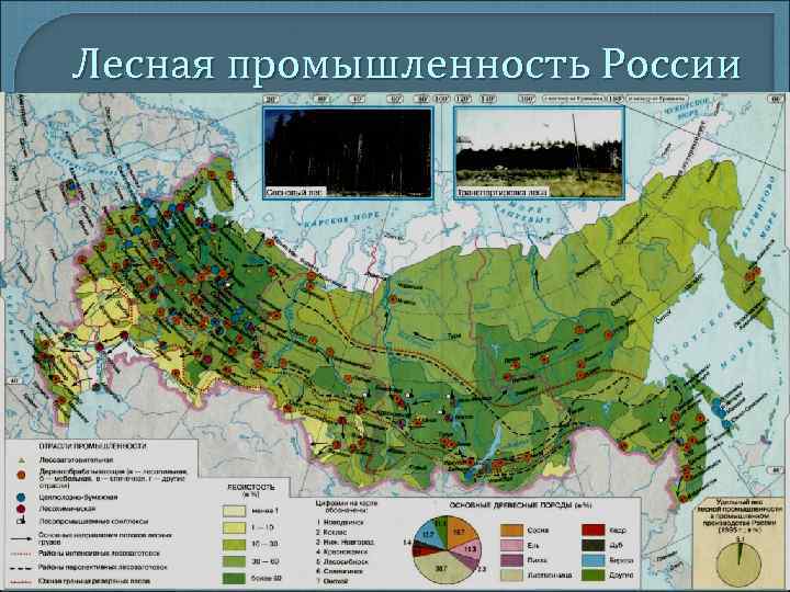 Лесная промышленность России Лесная промышленность России