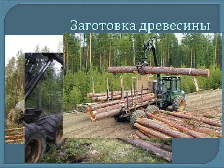 Заготовка древесины Заготовка древесины