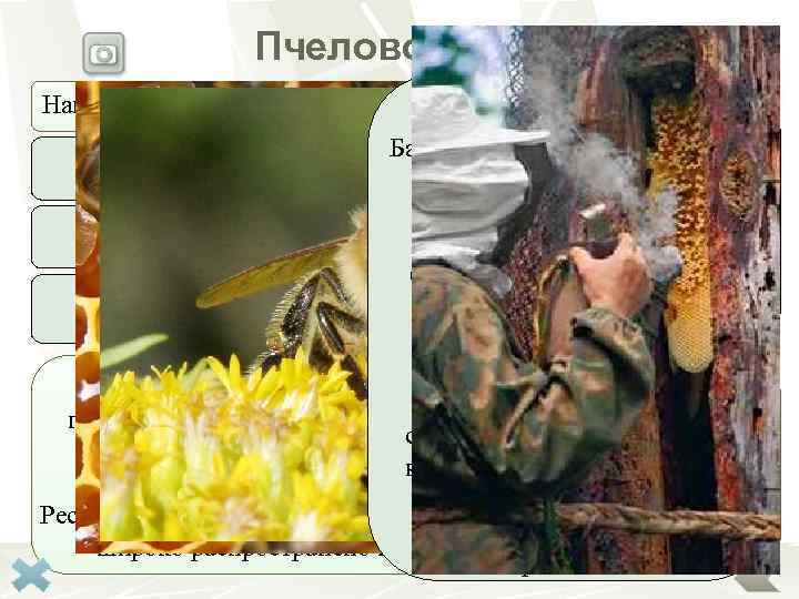    Пчеловодство Направления в пчеловодстве  «Бортничество»     