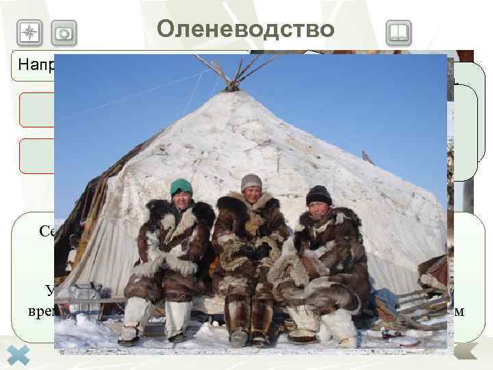     Оленеводство Направления в оленеводстве      Отрасль