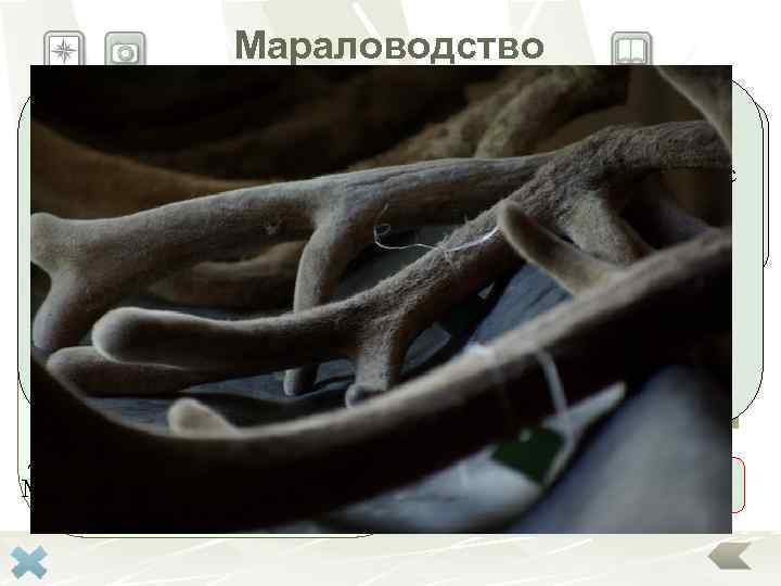    Мараловодство  Основным являютсяразводятрастущие, неокостеневшие рога  На Алтае маралов панты