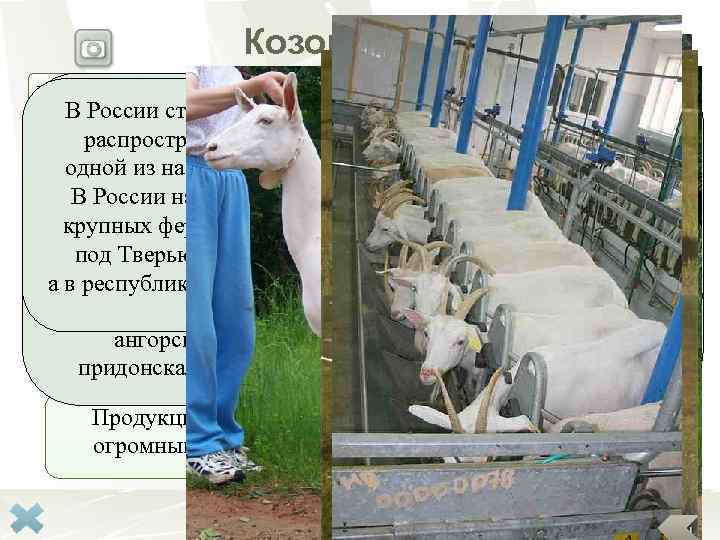     Козоводство Направления в козоводстве   отрасль животноводства,  