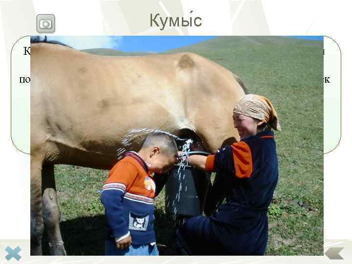     Кумы с Кисломолочный напиток из кобыльего молока, полученный  в