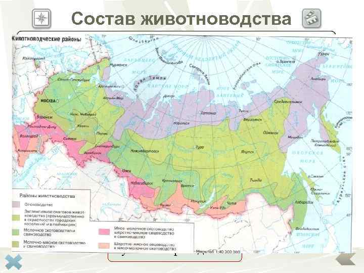   Состав животноводства Ведущими отраслями животноводства являются Скотоводство    Овцеводство Свиноводство