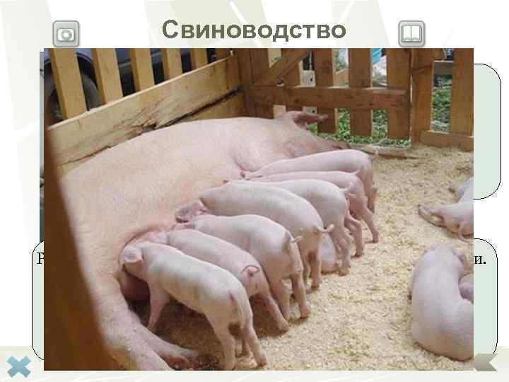     Свиноводство    Отрасль     