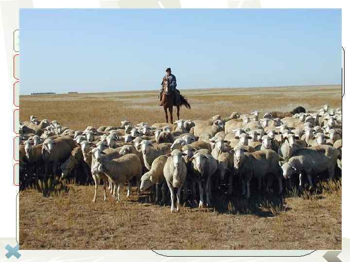    Овцеводство Направления в овцеводстве:    отрасль животноводства, Тонкорунное 