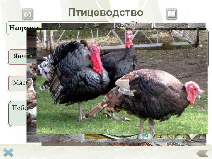    Птицеводство Направления в птицеводстве:      Отрасль животноводства,