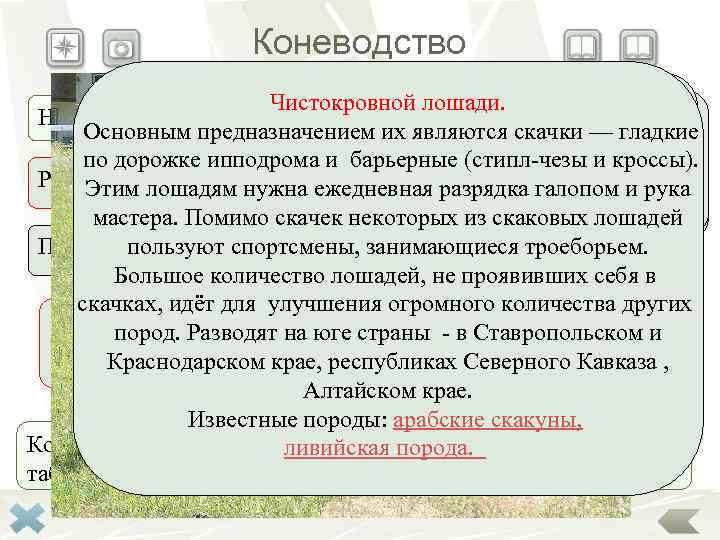     Коневодство    Молочное коневодство предусматривает   