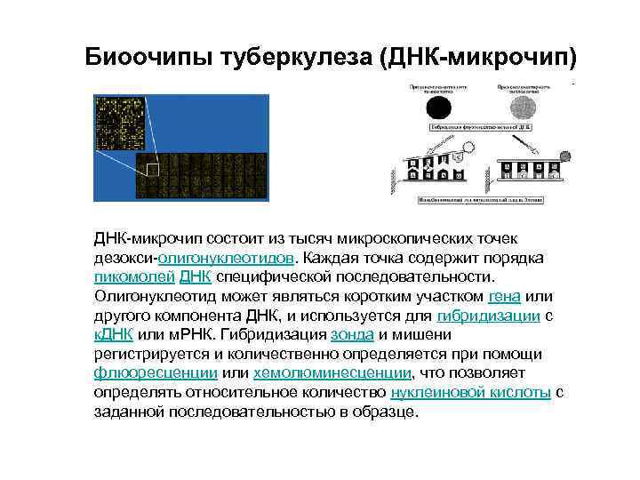 Биоочипы туберкулеза (ДНК-микрочип) ДНК-микрочип состоит из тысяч микроскопических точек дезокси-олигонуклеотидов. Каждая точка содержит порядка