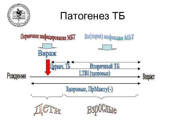 Патогенез ТБ 
