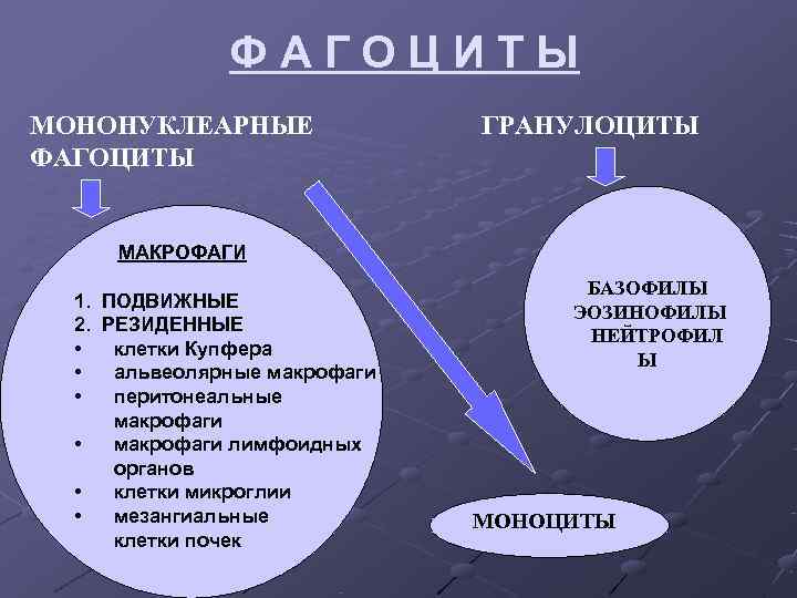 ФАГОЦИТЫ МОНОНУКЛЕАРНЫЕ ГРАНУЛОЦИТЫ ФАГОЦИТЫ МАКРОФАГИ ФАГОЦИТЫ МОНОНУКЛЕАРНЫЕ ГРАНУЛОЦИТЫ ФАГОЦИТЫ МАКРОФАГИ