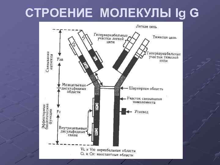 СТРОЕНИЕ МОЛЕКУЛЫ Ig G СТРОЕНИЕ МОЛЕКУЛЫ Ig G