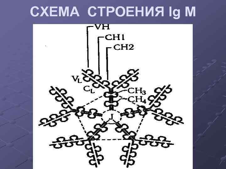СХЕМА СТРОЕНИЯ Ig M СХЕМА СТРОЕНИЯ Ig M