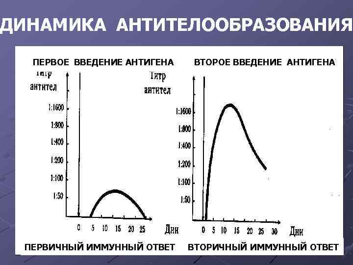 ДИНАМИКА АНТИТЕЛООБРАЗОВАНИЯ ПЕРВОЕ ВВЕДЕНИЕ АНТИГЕНА ВТОРОЕ ВВЕДЕНИЕ АНТИГЕНА ПЕРВИЧНЫЙ ИММУННЫЙ ОТВЕТ ДИНАМИКА АНТИТЕЛООБРАЗОВАНИЯ ПЕРВОЕ ВВЕДЕНИЕ АНТИГЕНА ВТОРОЕ ВВЕДЕНИЕ АНТИГЕНА ПЕРВИЧНЫЙ ИММУННЫЙ ОТВЕТ