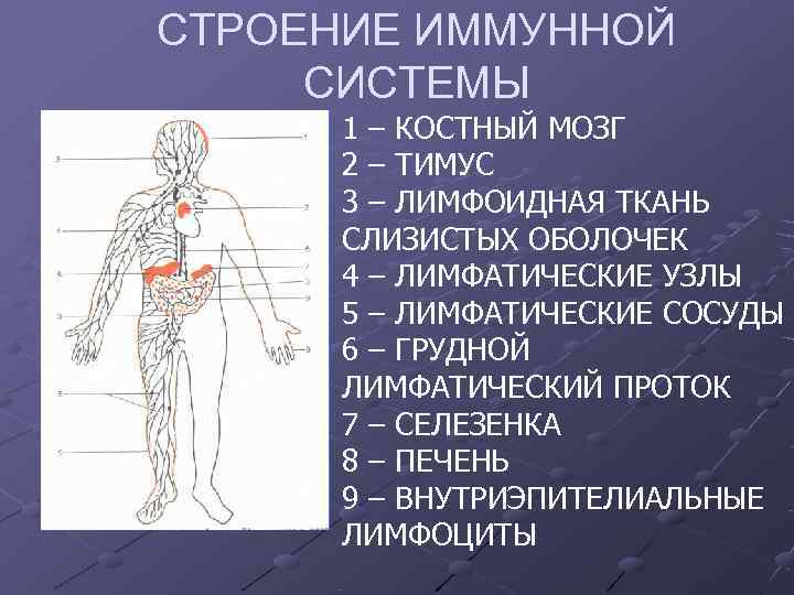 СТРОЕНИЕ ИММУННОЙ СИСТЕМЫ 1 – КОСТНЫЙ МОЗГ 2 – ТИМУС 3 СТРОЕНИЕ ИММУННОЙ СИСТЕМЫ 1 – КОСТНЫЙ МОЗГ 2 – ТИМУС 3