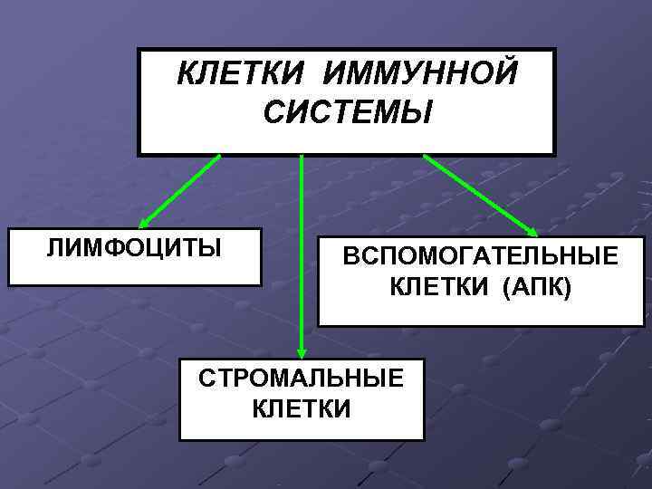 КЛЕТКИ ИММУННОЙ СИСТЕМЫ ЛИМФОЦИТЫ ВСПОМОГАТЕЛЬНЫЕ КЛЕТКИ (АПК) КЛЕТКИ ИММУННОЙ СИСТЕМЫ ЛИМФОЦИТЫ ВСПОМОГАТЕЛЬНЫЕ КЛЕТКИ (АПК)