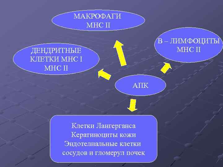 МАКРОФАГИ МНС II В МАКРОФАГИ МНС II В