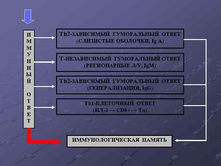 И Th 2 -ЗАВИСИМЫЙ ГУМОРАЛЬНЫЙ ОТВЕТ М (СЛИЗИСТЫЕ ОБОЛОЧКИ, Ig A) М И Th 2 -ЗАВИСИМЫЙ ГУМОРАЛЬНЫЙ ОТВЕТ М (СЛИЗИСТЫЕ ОБОЛОЧКИ, Ig A) М