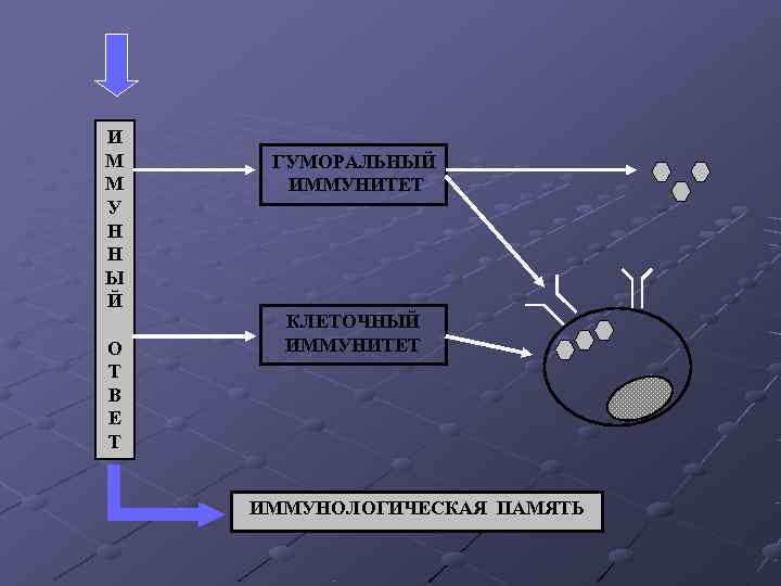И М ГУМОРАЛЬНЫЙ М ИММУНИТЕТ У Н Н Ы Й КЛЕТОЧНЫЙ О И М ГУМОРАЛЬНЫЙ М ИММУНИТЕТ У Н Н Ы Й КЛЕТОЧНЫЙ О