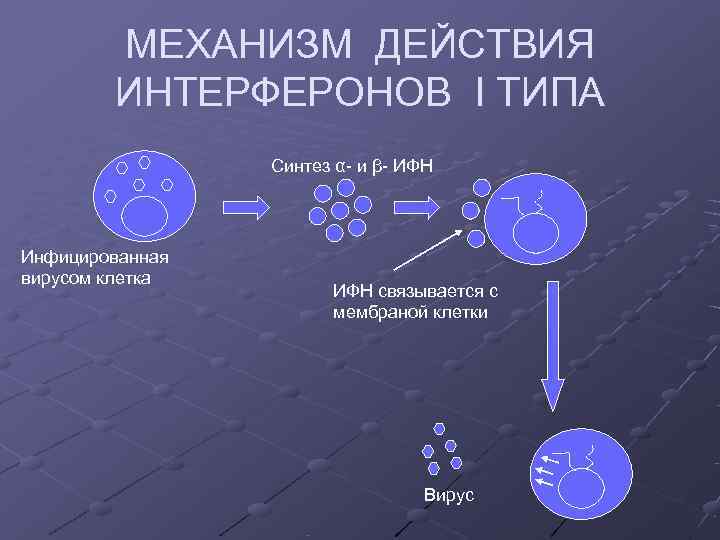 МЕХАНИЗМ ДЕЙСТВИЯ ИНТЕРФЕРОНОВ I ТИПА Синтез α- и МЕХАНИЗМ ДЕЙСТВИЯ ИНТЕРФЕРОНОВ I ТИПА Синтез α- и