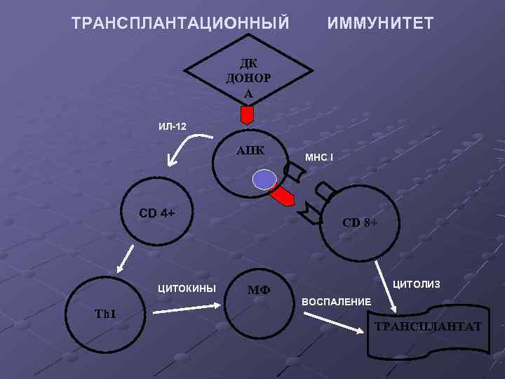 Трансплантационный иммунитет презентация