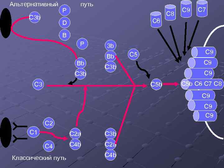 Альтернативный путь P C Альтернативный путь P C