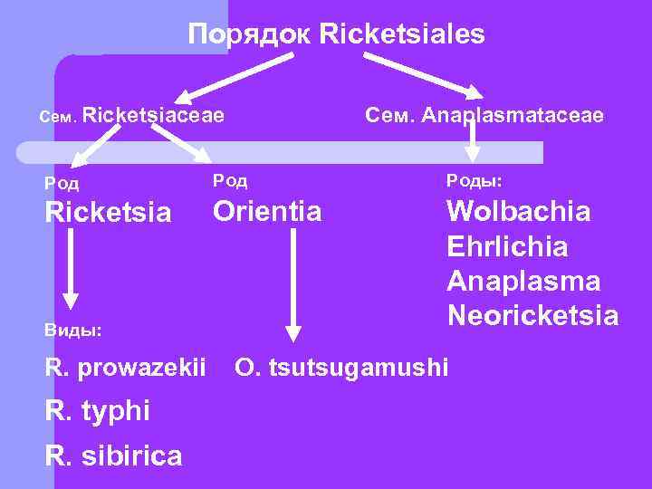    Порядок Ricketsiales Сем. Ricketsiaceae  Сем. Anaplasmataceae  Роды: Ricketsia 